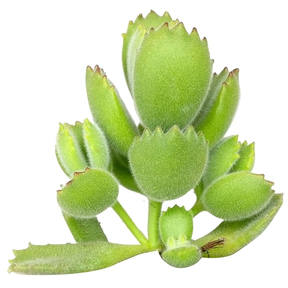 Cotyledon Tomentosa Bear Paw (2 inch)