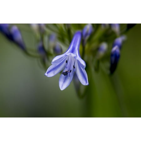 Canvas Print Agapanthus Inflorescence Lily Ornamental Plant Blue Stretched Canvas 10 x