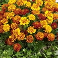 Marigold Seeds - Tagetes Patula Flower Seed Mix - 1/4 LB - Walmart.com
