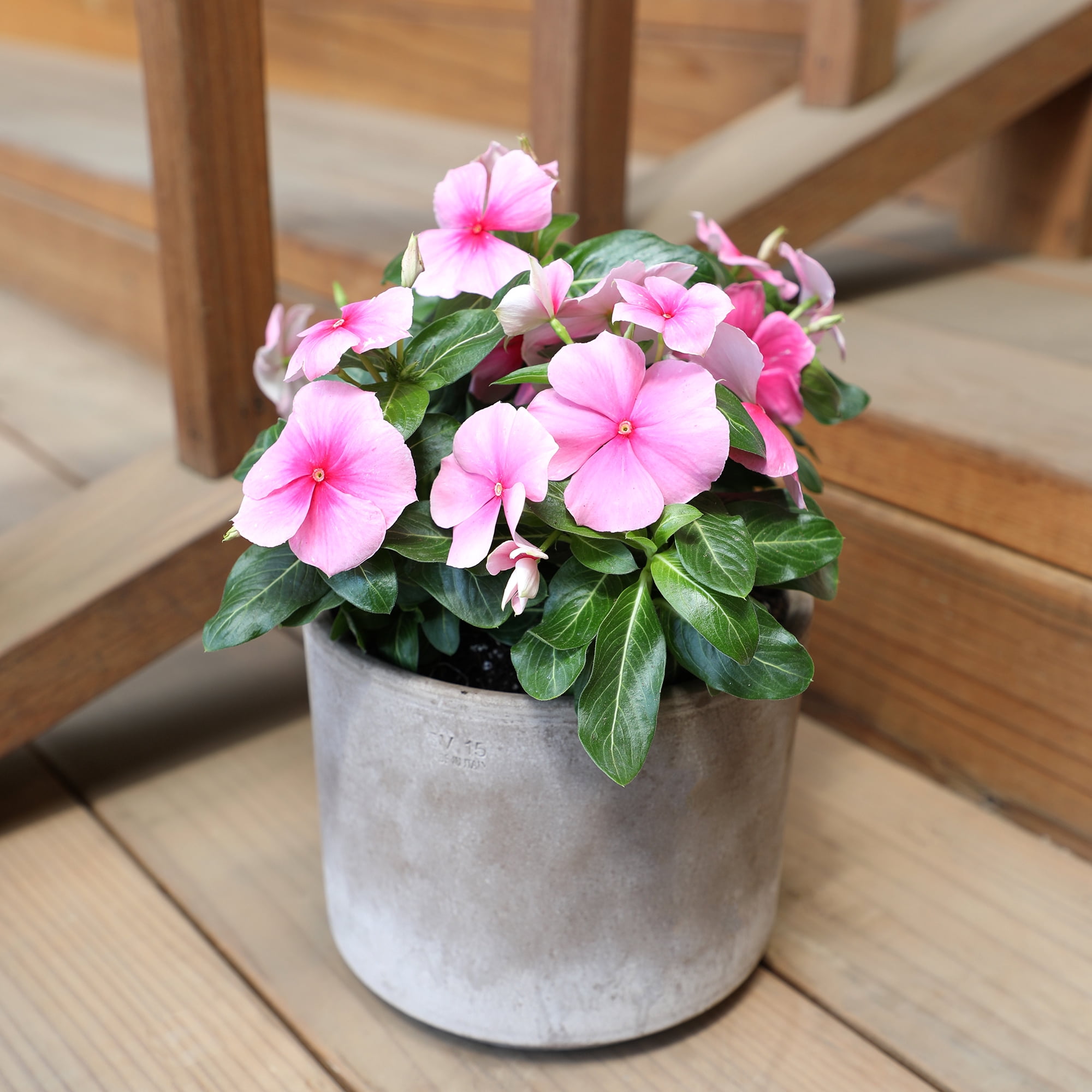 Expert Gardener 4PK Pink Vinca Live Plant