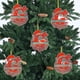 thumbnail image 3 of Decoraciones de Árbol de Navidad 26 Letras Decoraciones Colgantes de Navidad para Artesanías de Bricolaje, 3 of 5