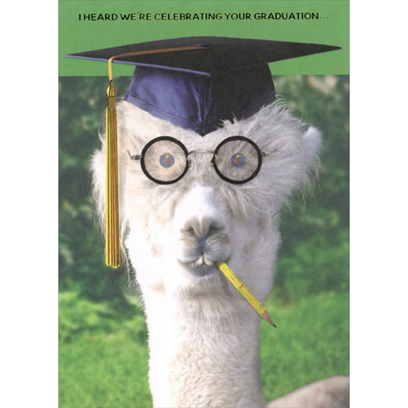 Designer Greetings White Alpaca with Goofy Glasses, Buck Teeth and Pencil in Mouth Funny / Humorous Graduation Congratulations Card