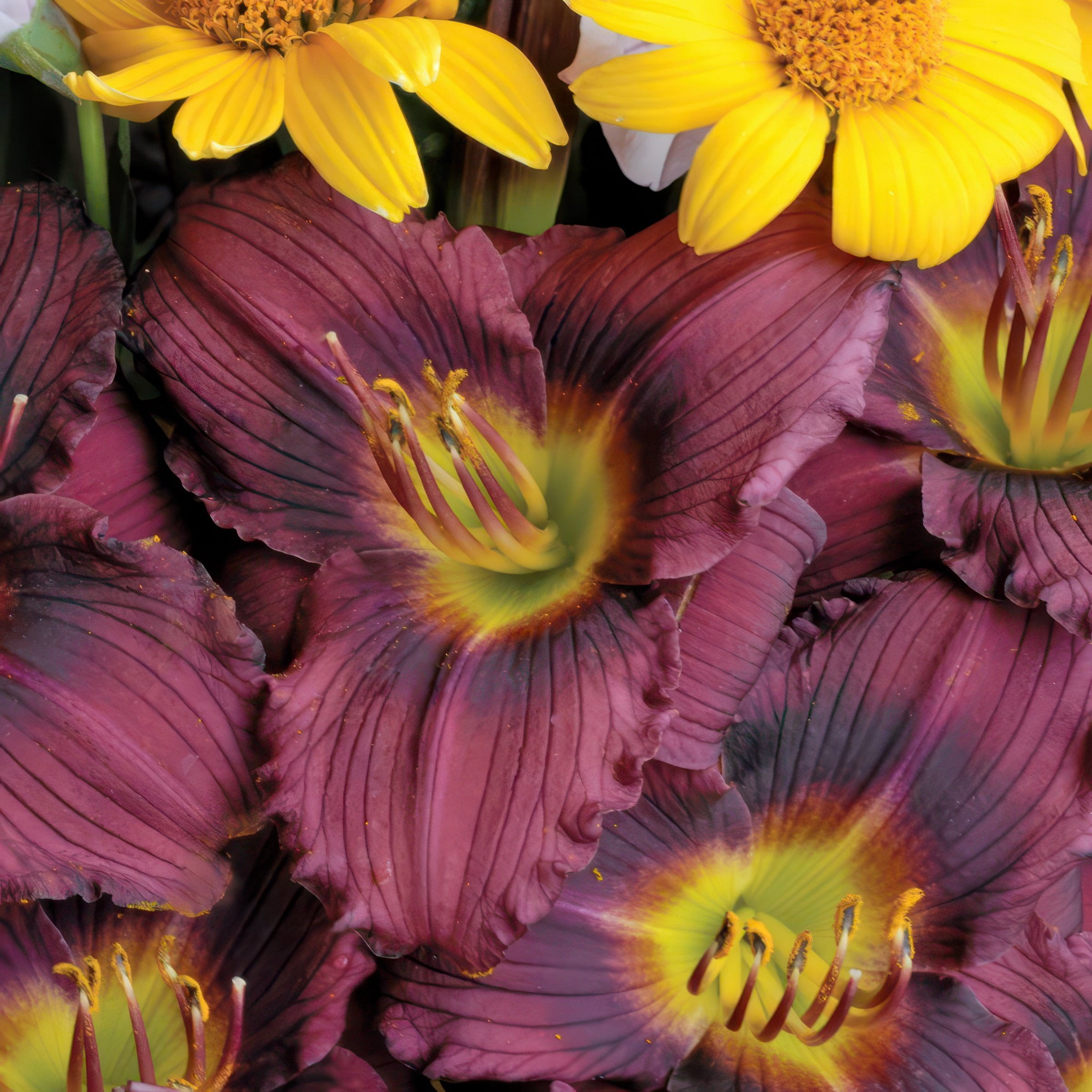National Plant Network Bare Root Daylily Little Grapette Perennial Plant (10-Pack)