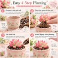 thumbnail image 4 of Succulent Plant Bare Root,Low Maintenance-Decoration, Ideal for Beds Borders, Plant Pots & Planters`, 4 of 6