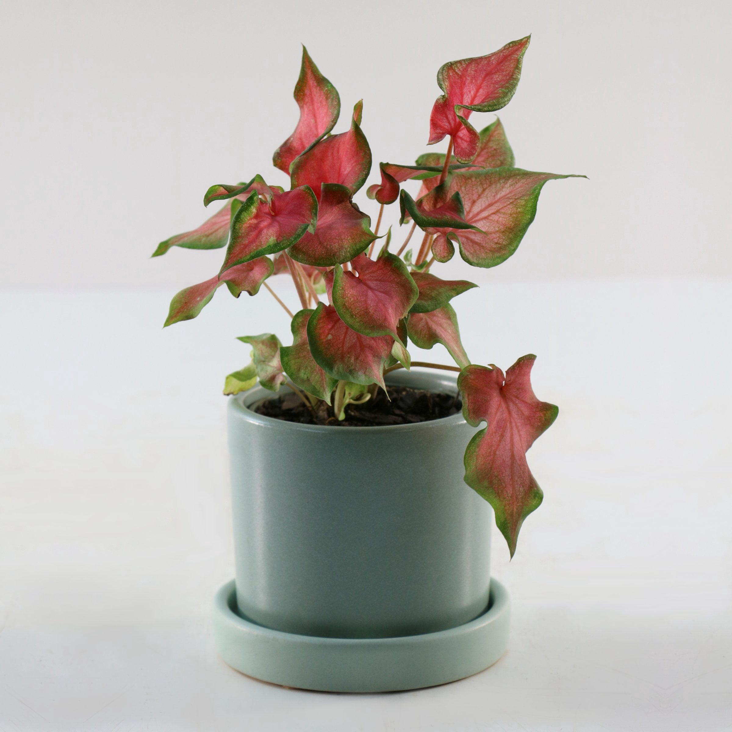 4 in. Caladium Fairytale Princess Plant in Grower Container (3-Pack)