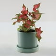 thumbnail image 5 of 4 in. Caladium Fairytale Princess Plant in Grower Container (3-Pack), 5 of 9