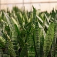 thumbnail image 4 of Live Zeylancia Snake Plant - 4" Biodegradable Pot - Yellow, 4 of 5