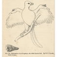 thumbnail image 2 of Archaeopteryx Lithographica Restoration By Wp Pycraft Poster Print By ?? Florilegius Mary Evans, 2 of 4