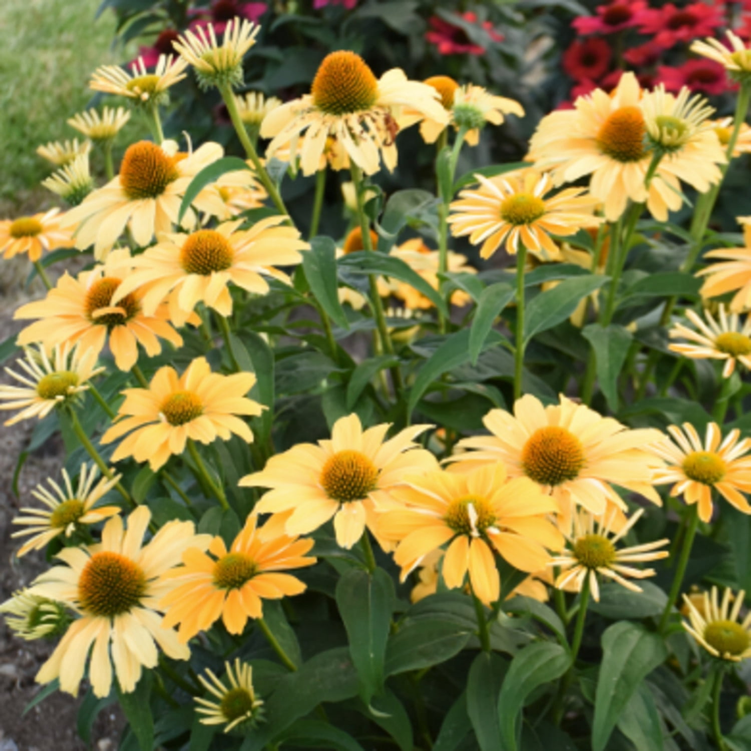 Proven Winners 6" Orange Color Coded 'One in a Melon' Coneflower Live Plant in 7.5" Pot