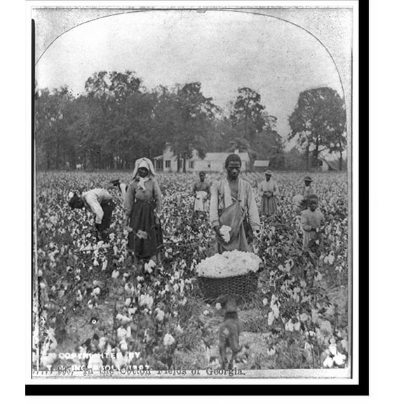 Historic Print, In the cotton fields of Georgia, 16" x 20"