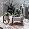 thumbnail image 5 of Set 2 Mid Century Modern Succulent Planter Large Bowl and Midi, Pots with Wood Stand and Hidden Saucer, Round Ceramic White Planters, Cactus and Plant Container with Drainage, 5 of 8