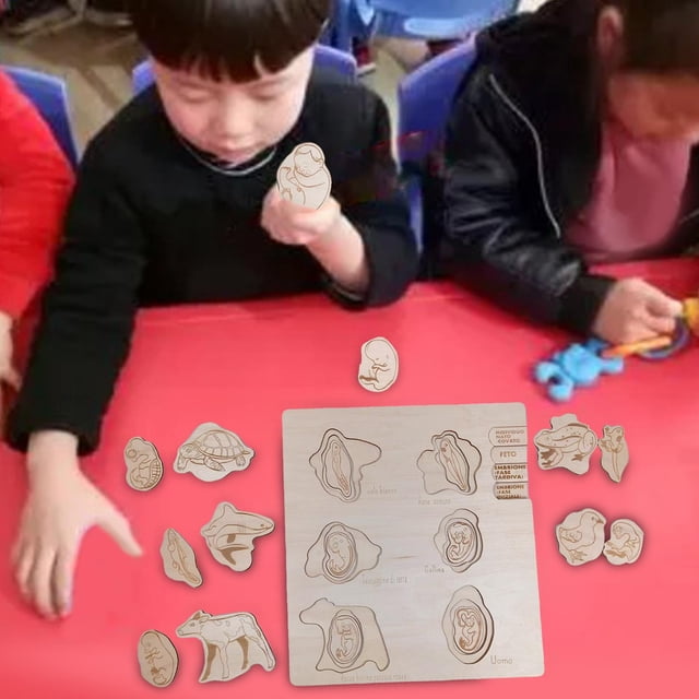 Rompecabezas de ciclo , enseñanza de ciencias, aprendizaje preescolar, desarrollo, juguete educativo temprano para ños en edad preescolar, Hugo Juguetes de rompecabezas