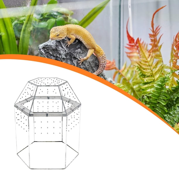 Terrario para reptiles, caja de cría pequeña, recinto para arañas saltarinas, accesorios transparentes, hábitat para ranas cornudas y lagartijas.