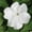 White, variant on Impatiens Flower Garden Seeds - F1 Accent Series - Burgundy - 500 Seeds - Annual Flower Gardening Seed