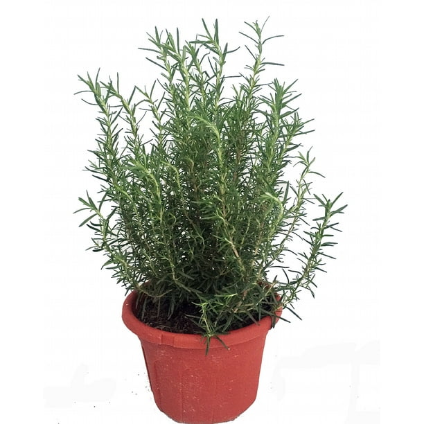 Tuscan Blue Rosemary Herb Plant Inside or Out Easy to Grow 8