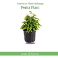 thumbnail image 4 of American Plant Exchange White Pentas Plant in 6" Pot, Vibrant Star Flowers, Full Sun, Easy Care, 4 of 5