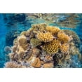 thumbnail image 2 of Gabriel, Barathieu 24x17 White Modern Wood Framed Museum Art Print Titled - Reef of Mayotte, 2 of 4