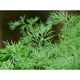 thumbnail image 4 of Bouquet Dill Seeds/ Annual/ Full Sun/ 320K Seeds 1 lb/ Zellajake Farm and Garden - B34, 4 of 6