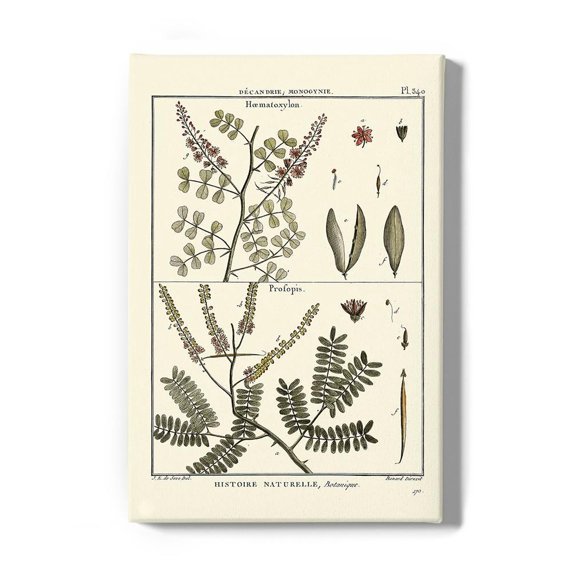 Fern Classification Ii Wrapped Canvas  -Denis Diderot Designs,