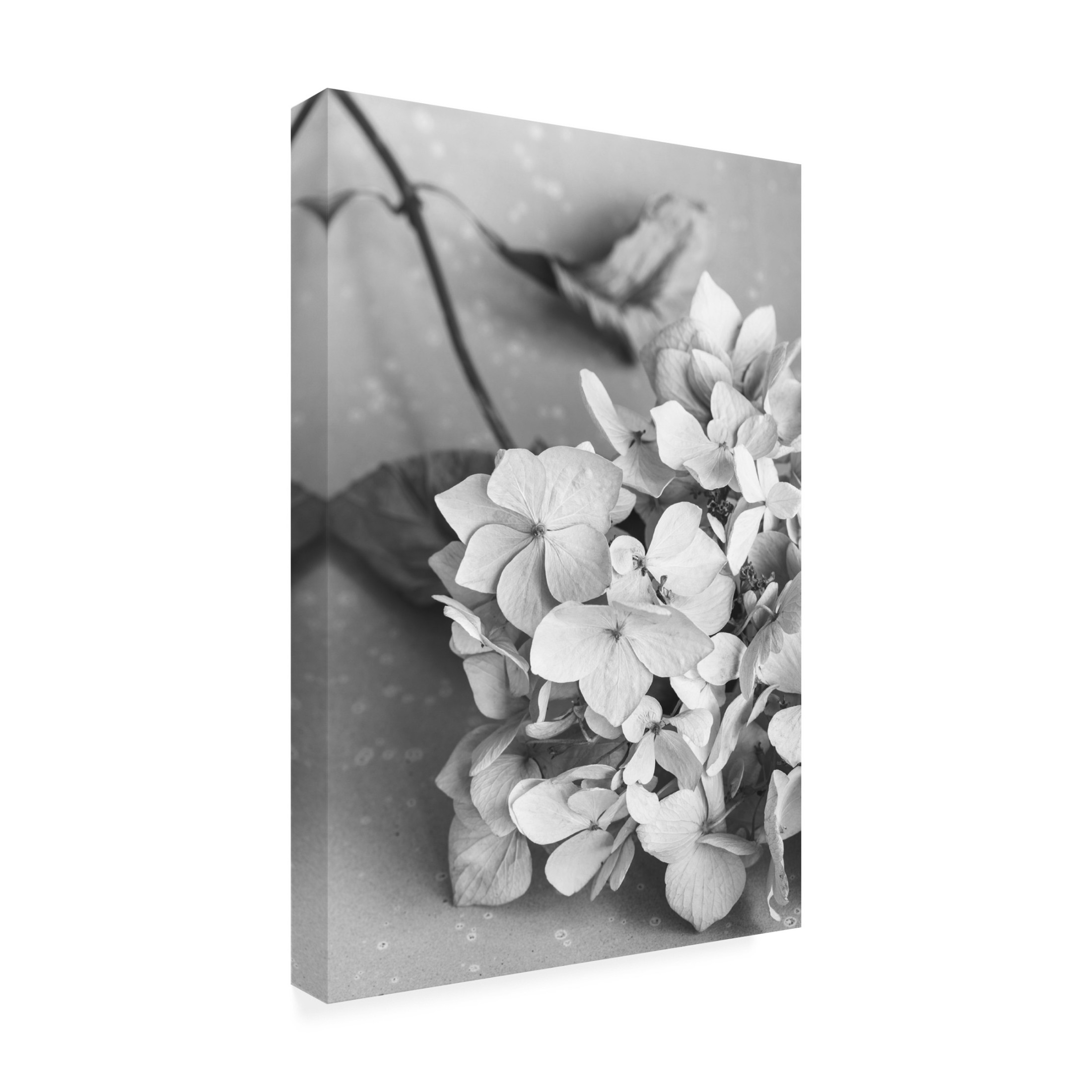 Trademark Fine Art Pictufy Studio Dried Flowe Ron Plate Black A White Canvas Wall Art