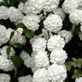 thumbnail image 3 of Direct Gardening Common Snowball Viburnum Dormant Bare Root White Flowering Starter Shrub, 3 of 6