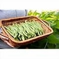 thumbnail image 3 of Roma II Italian Bush Bean Seeds for Planting, 30+ Heirloom Seeds Per Packet, (Isla's Garden Seeds), Non GMO Seeds, Botanical Name: Phaseolus vu aris, Great Home Garden Gift, 3 of 8