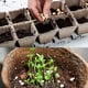 thumbnail image 4 of Turba de musgo de sphagnum orgánica de , agregada al suelo y enriquece las raíces de las plantas, enmienda del suelo para jardinería y medio de suelo para plantas carnívoras (1 qt) ,, 4 of 5