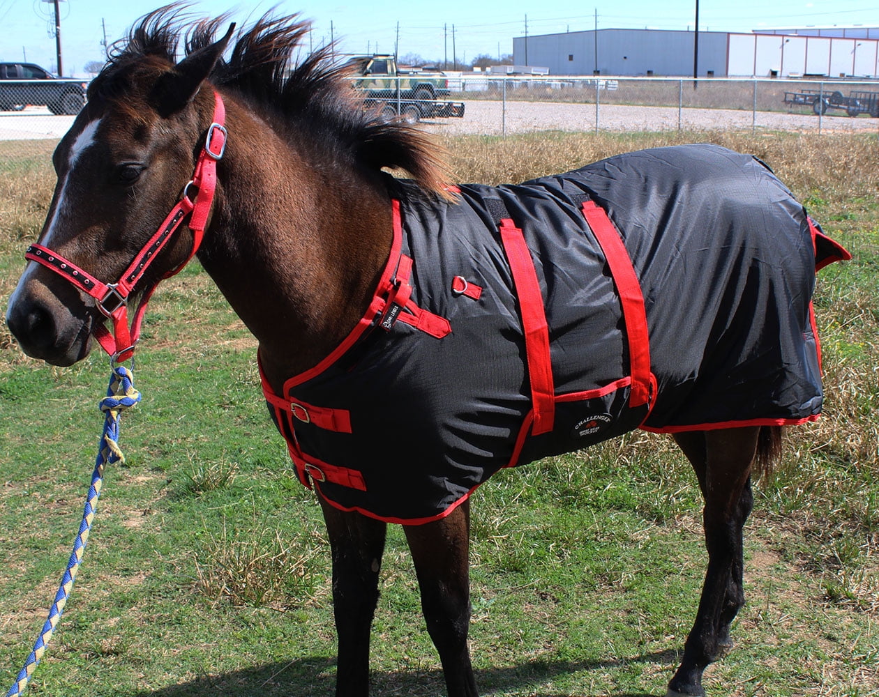 walmart pony rider