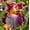 D, variant on Perennial Hardy - Iris Bulbs/Roots - Low Maintenance - Ideal for Garden Borders, Plant Hangers