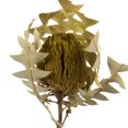 thumbnail image 2 of Vickerman 12" Basil Baxteri (Banksia) Flower with Stem. Includes 3 Stems per Pack, Dried, 2 of 2
