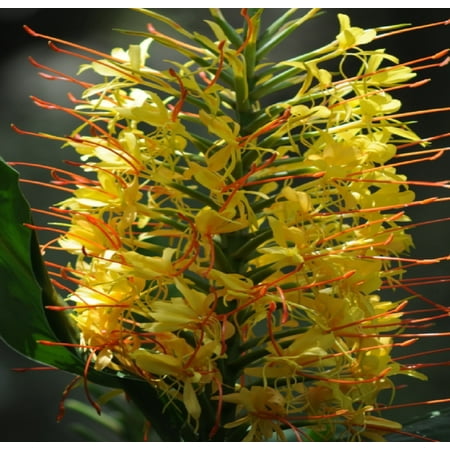 Yellow Kahili Live Ginger Plant 6"-10" Tall in 2" Pot Partial Shade