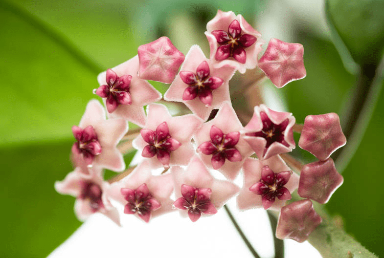 Hoya Obovata Live Rare Houseplants, Fully Rooted Plants Live Houseplants in 4 Inch Tall, Indoor Plants for Home Decor, Live Indoor Plants