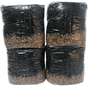 Mushroom Grow Kit - All in One Mushroom Grow Bags - 4 Pack…
