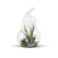 thumbnail image 4 of WGV Clear Pear Glass Terrarium / Candle Holder - 5.5" Wide x 8" Height, Good quality Terrarium - 1 Pc, 4 of 6