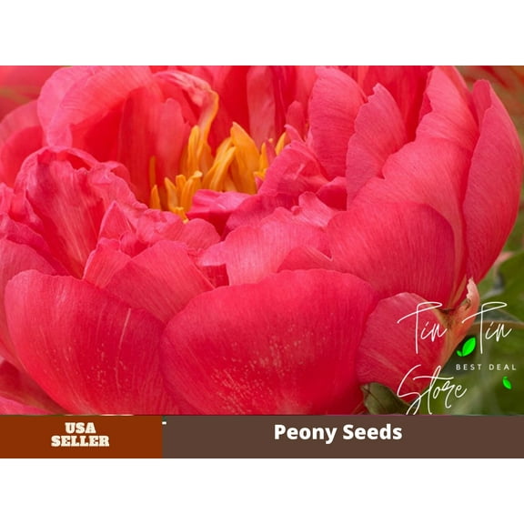 10  Rare Seeds| Coral Sunset Peony #B003 [BUY 3 GET 1 FREE]