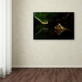 thumbnail image 3 of Trademark Fine Art 'Snake' Canvas Art by Unknown Artist, 3 of 3