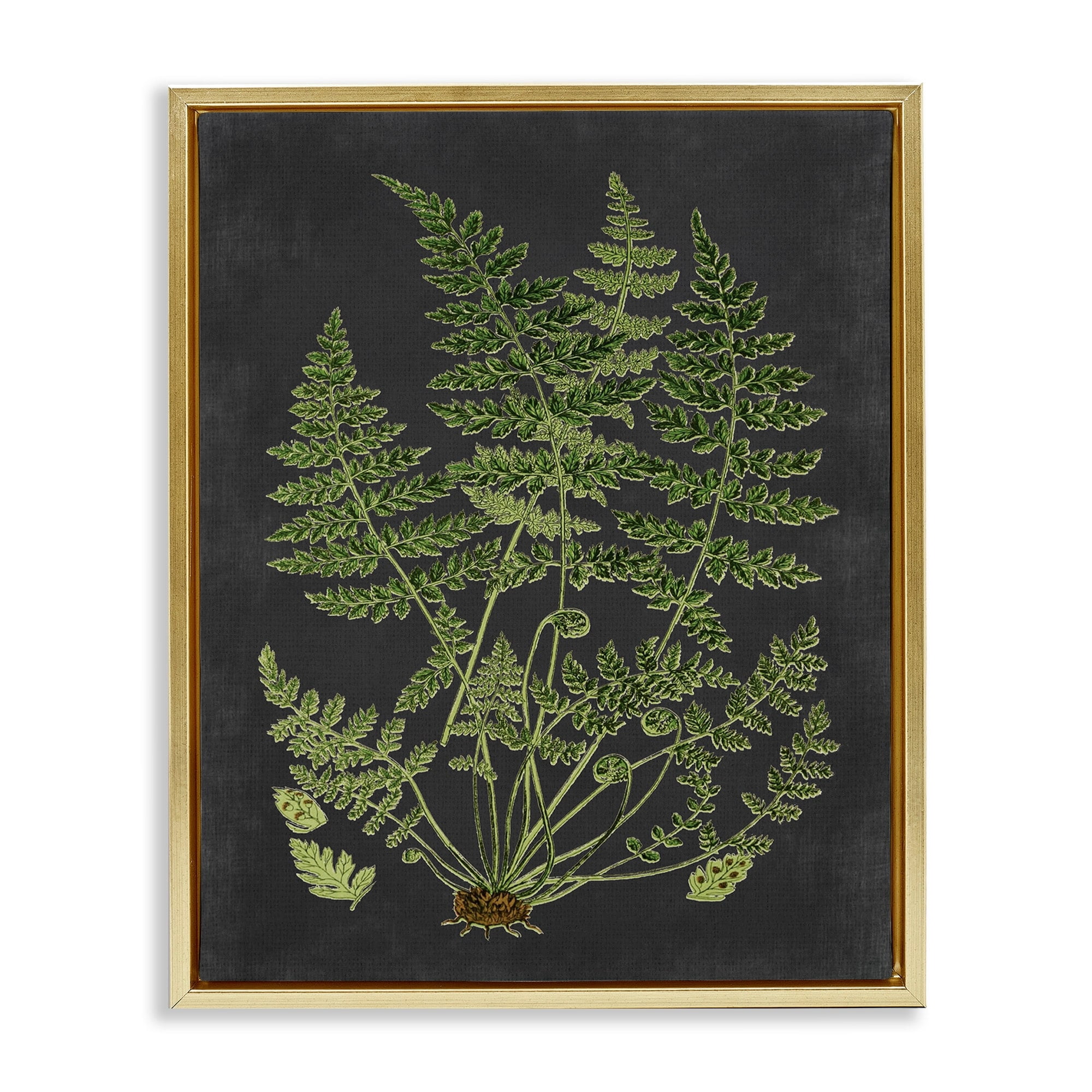 Stupell Industries Botanical Drawing Green Black Design Metallic Gold Framed Floating Canvas Wall Art, 16x20, by Lettered and Lined