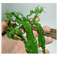 thumbnail image 4 of Java Fern Microsorum Windelov Live Aquarium Plant, Easy Freshwater Aquatic Plant, 4 of 5