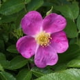 thumbnail image 2 of Heirloom Roses Rosalina Rugosa Rose Bush Live plant, 2 of 3