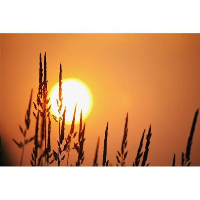 Posterazzi DPI1871415 Tall Grass In A Sunset Poster Print, 19 x 12
