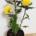 thumbnail image 4 of QUMIIRITY 20Ud Soporte Para Plantas En Maceta De De Para Jardinería Interior, 4 of 6