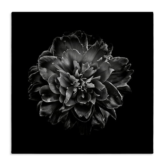Stupell Industries Dark Carnation on Black Plants & Flowers Photography Wrapped Canvas Art Print Wall Art, 17 x 17