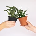 thumbnail image 2 of Bloem Terra 4" Round Plastic Planter with Drainage Holes - Indoor/Outdoor, 0.25 Gallon Capacity, Lightweight Garden Pot, Black, 2 of 6