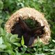 thumbnail image 3 of Pajarera de Aves de Hierba Birdhouse para Agapornis Y Pequeño, 3 of 8