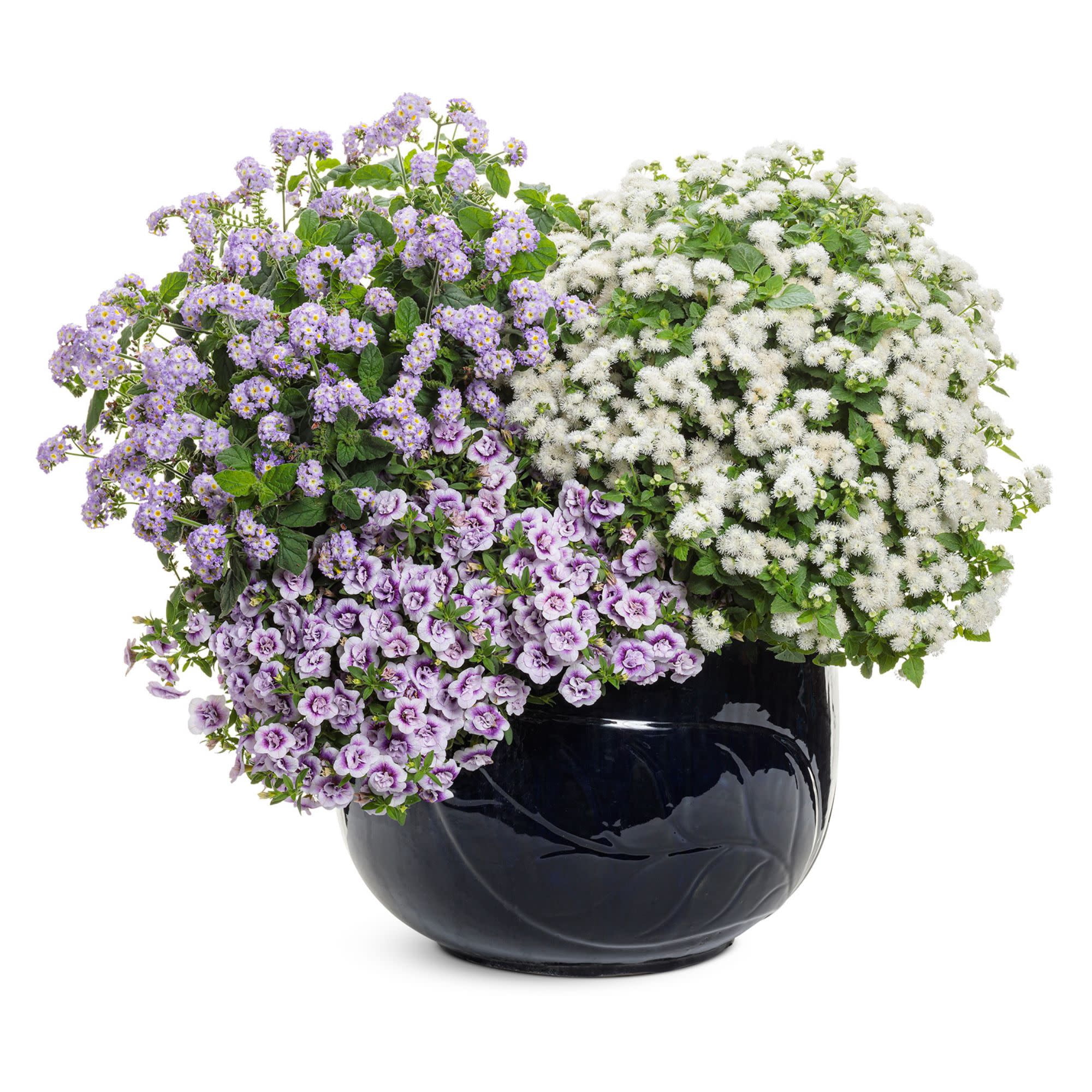 Proven Winners 4" Purple Augusta Lavender Heliotrope Live Plant in 4.25" Pot (4 Count)