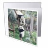 3dRose Baby Panda Learns to Climb Tree in Sichuan Province, China, Greeting Cards, 6 x 6 inches, set of 12