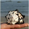 thumbnail image 4 of Black Conch Shell Sea Shell Aquarium Decor Natural Home Display Coastal Ornament 11 to 12cm Marine Theme Craft Accessory, 4 of 9