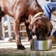 thumbnail image 4 of 32oz 64oz Double Wall Non-Slip Stainless Steel Pet Dog Food Feeder Water Bowl Medium Large Pets Dog Environmental friendly bowl ShopWise Round, 4 of 12