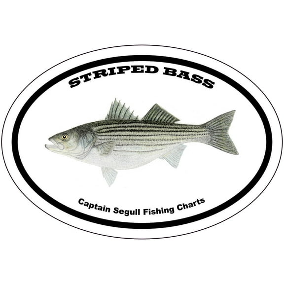 Striped Bass Bumper Sticker