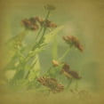thumbnail image 2 of Jorgensen, Jennifer 15x15 Black Ornate Wood Framed with Double Matting Museum Art Print Titled - Filtered Dreams III, 2 of 4